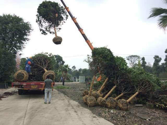 绿化养护移植苗