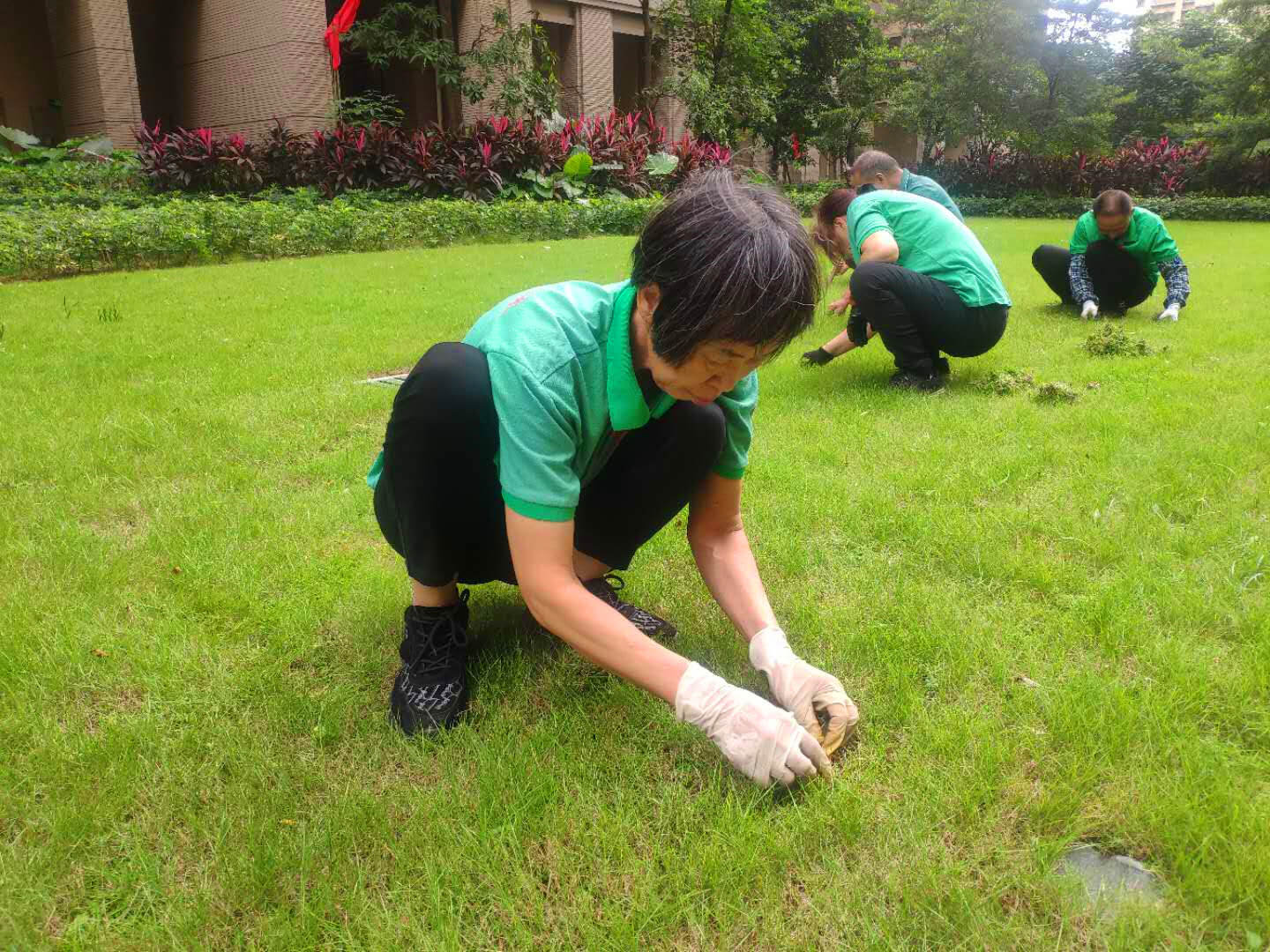 小区绿化养护草坪除草