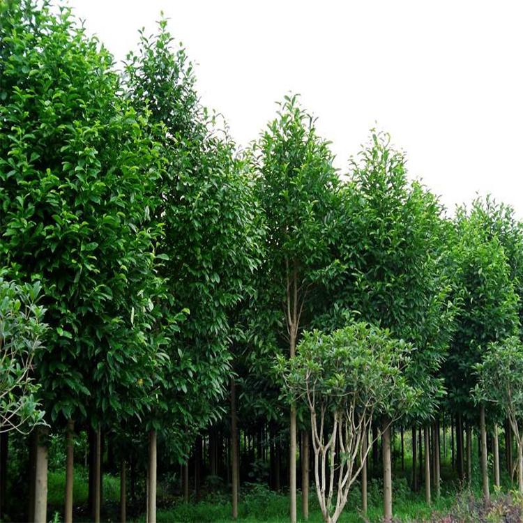 > 绿化苗木 > 正文 白兰是常绿乔木,高达17米,枝广展,呈阔伞形树冠