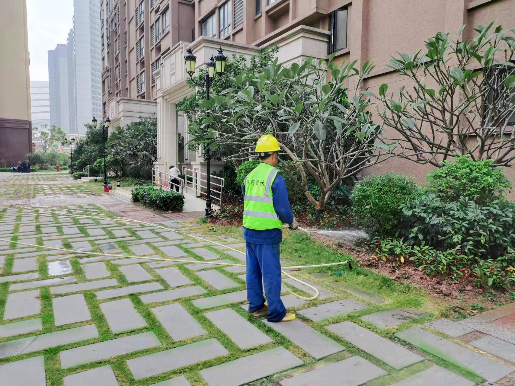 绿化养护,鱼骨令箭,绿化养护公司,仙人掌