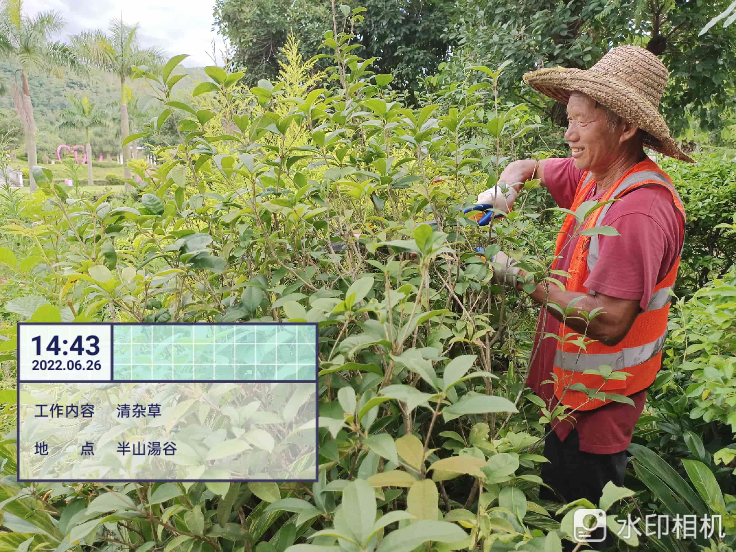 修剪,绿化养护